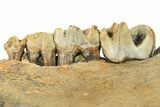 Juvenile Fossil Woolly Rhino (Coelodonta) Mandible - Poland #295870-5